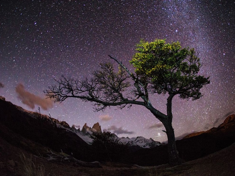 tree-stars-patagonia 68271 990x742